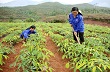 Giá cao su thiên nhiên tại khu vực cửa khẩu Lào Cai ngày 19/1/2015