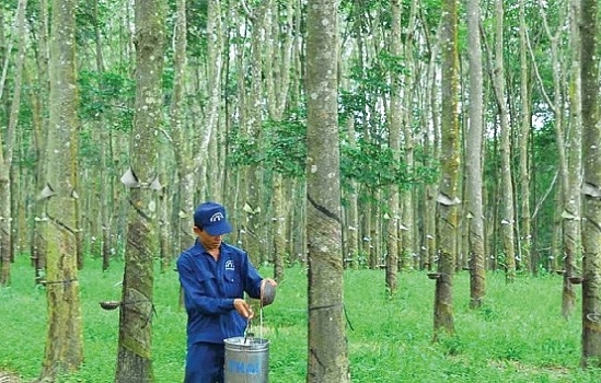 Cao su Đồng Phú kế hoạch lãi trước thuế giảm 9%, trả cổ tức tối thiếu 40% năm 2018 