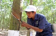 Giá cao su xuất khẩu rớt mạnh