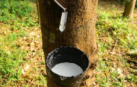 Kim ngạch xuất khẩu cao su giảm đáng kể, triển vọng kém tươi sáng 