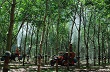 Công ty TNHH MTV Cao su Kon Tum: Tích cực phun thuốc phòng trị bệnh phấn trắng 