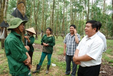 Cao su Kon Tum: Năm thứ 6 liên tiếp hoàn thành kế hoạch trước 20 ngày