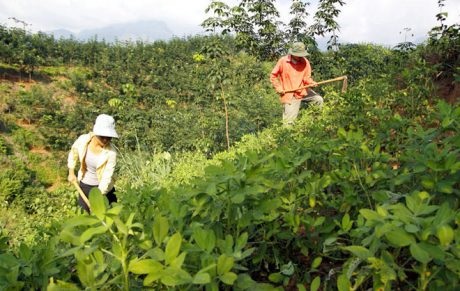 Nhiều mô hình kinh tế hiệu quả tại Cao su Lai Châu 2