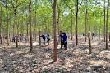 Tận dụng cây cao su làm trụ tiêu 