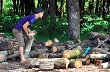 Doanh nghiệp Trung Quốc ồ ạt mua gỗ cao su