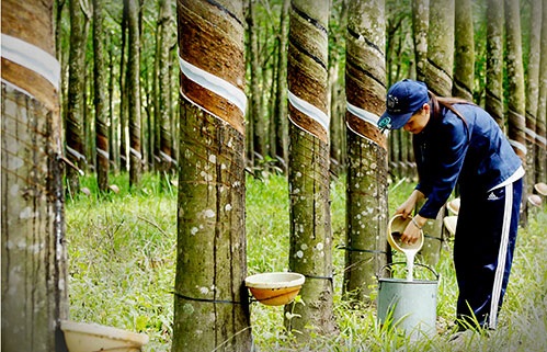 Việt Nam xuất siêu hơn 820 triệu USD cao su 9 tháng đầu năm