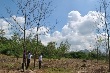 Vườn cây ảnh hưởng nắng hạn, khó hoàn thành kế hoạch