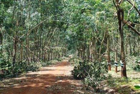 Ngành cao su thích nghi với biến đổi khí hậu