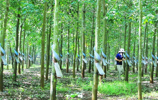 Giá mủ cao su tăng do nguồn cung thiếu