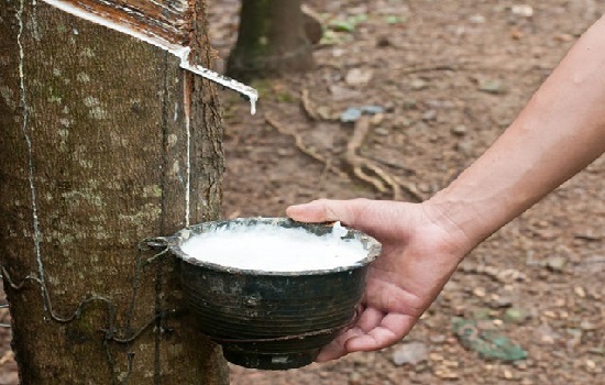 Nếu giá dầu đi lên, giá cao su sẽ có cơ hội tăng trong năm 2019 
