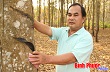 Những nốt nhạc bên vườn cao su