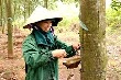 Lấy lại niềm tin về "vàng trắng"