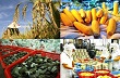 10 tháng, ngành nông nghiệp xuất siêu 8,74 tỷ USD 
