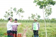 Cần giải pháp giữ diện tích cao su
