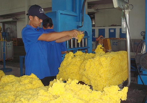 Công ty Cổ phần Cao su Phước Hòa: Nhiều kỳ vọng mới