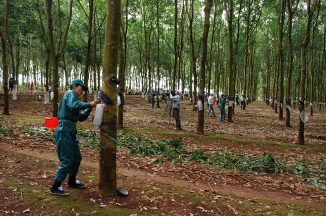 Cao su Phước Hòa (PHR): 11 tháng đạt hơn nghìn tỷ đồng doanh thu 