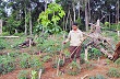 Chuyển đổi rừng nghèo sang trồng cao su ở Gia Lai còn nhiều bất cập 
