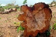 Vì sao dự án “cưa rừng trồng cao su” gây phản ứng mạnh?