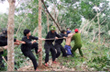 Phải giúp cây cao su hồi sinh