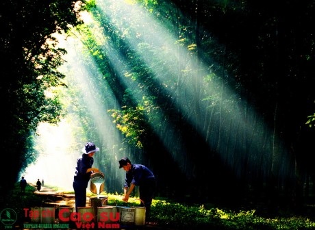 Rộn ràng mùa cạo mới