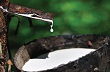 Giao dịch cao su tăng nhẹ, lo ngại nhu cầu của Trung Quốc 