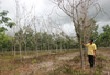 Cao su chết đứng trên đất rừng khộp