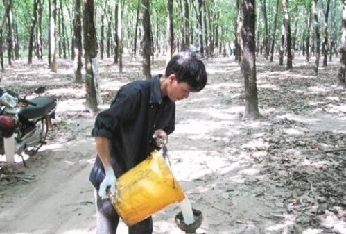 Trồng cao su cho sinh kế dài lâu