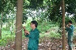 Quan tâm tới sinh kế của người trồng cao su 