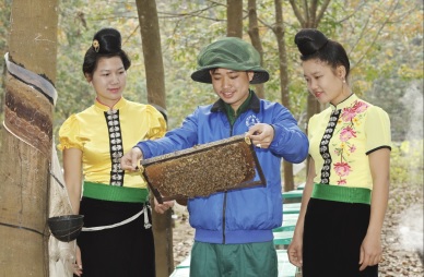Cao su Sơn La: Tạo việc làm, tăng thu nhập cho người dân
