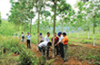 Sơn La: Phấn đấu trồng mới 500 ha cây cao su 