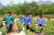 Cây cao-su bén rễ, xanh tươi ở Tây Bắc