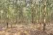 Vì sao mủ cao su “sốt” giá trở lại?