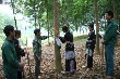 Sức trẻ cao su miền núi phía Bắc