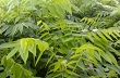 Cảnh giác với… cây sưa đỏ
