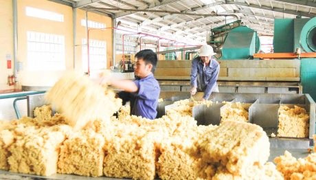 Giải pháp nâng cao chất lượng sản phẩm cao su SVR 10
