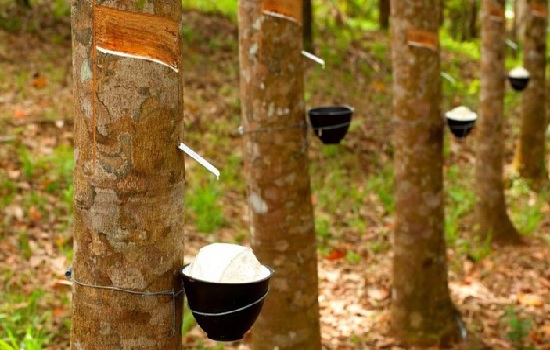 Xuất khẩu cao su tăng lượng, giảm giá trị