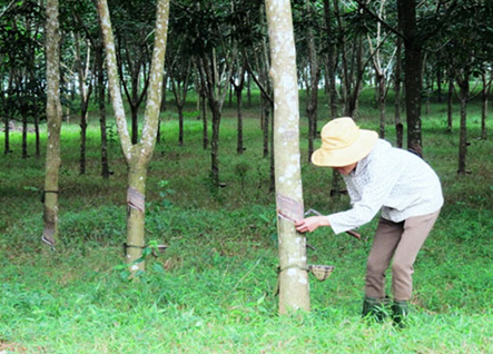 Dân phản đối phá cao su trồng mía 