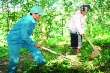 Tào Văn Sòn – Người tâm huyết với cây cao su