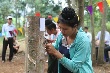 Người dân Tây Bắc chờ cao su cho mủ 