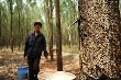 Giá cao su phục hồi giúp doanh nghiệp thoát cảnh bán vườn 