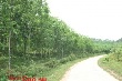 Tái cơ cấu diện tích Cao su Thanh Hóa, Hà Tĩnh, Hương Khê – Hà Tĩnh