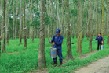 Tập đoàn Cao su ghi nhận lãi tốt trước cổ phần hóa