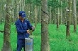 Cao su tự nhiên: Những nỗi đau thời giá giảm