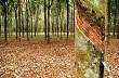 Thái Lan: Nông dân trồng cao su dọa sẽ biểu tình ở Bangkok 