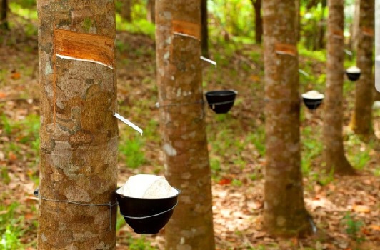 Thái Lan, Indonesia và Malaysia thống nhất giảm xuất khẩu cao su
