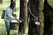 Indonesia dừng bán cao su do giá giảm 