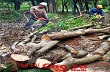 Ban hành quy chế bán cao su thanh lý
