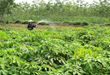 Thanh Hóa phấn đấu trồng mới 2.176 ha cao su