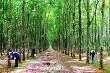 Dự báo cung-cầu cao su năm 2017: Nguồn cung vẫn bị thiếu hụt trầm trọng