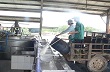 Quy định cách phát hiện tạp chất với mủ thu mua